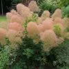 Future Forests Cotinus Coggygria Young Lady Shrubs