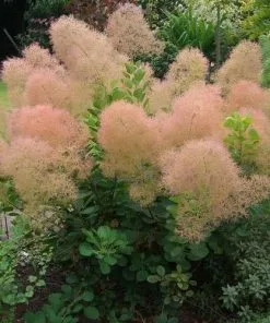 Future Forests Cotinus Coggygria Young Lady Shrubs
