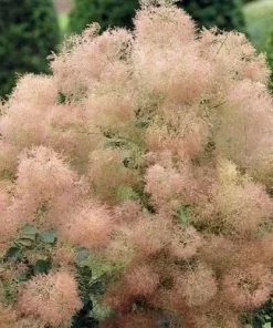 Future Forests Cotinus Coggygria Young Lady Shrubs