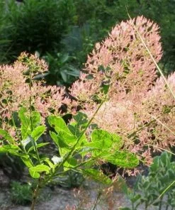 Future Forests Cotinus Coggygria Young Lady Shrubs