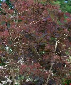 Future Forests Shrubs Cotinus Grace