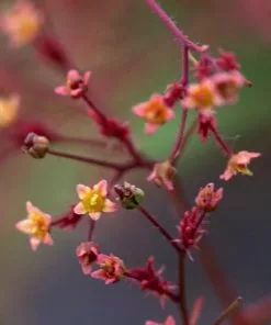 Future Forests Shrubs Cotinus Grace