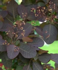 Future Forests Shrubs Cotinus Grace
