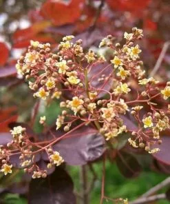 Future Forests Shrubs Cotinus Grace