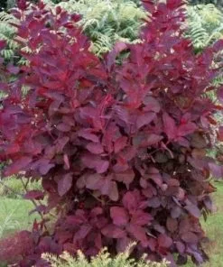 Future Forests Shrubs Cotinus Grace