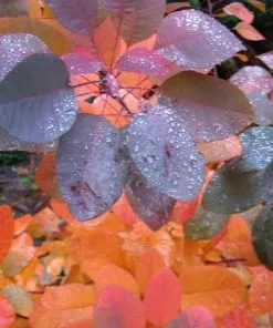 Future Forests Shrubs Cotinus Grace