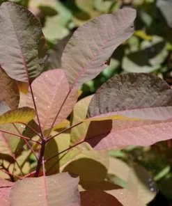 Future Forests Shrubs Cotinus Grace