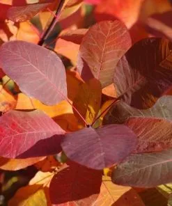 Future Forests Shrubs Cotinus Grace