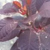 Future Forests Cotinus Coggygria Royal Purple