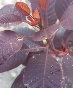 Future Forests Cotinus Coggygria Royal Purple