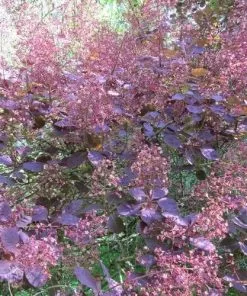 Future Forests Cotinus Coggygria Royal Purple
