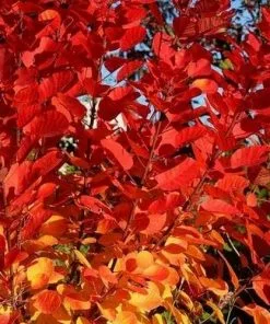 Future Forests Shrubs Cotinus Coggygria Flamissimo