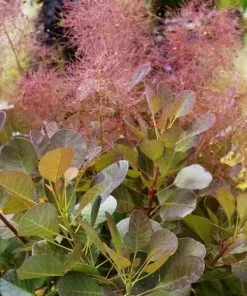 Future Forests Shrubs Cotinus Coggygria Flamissimo