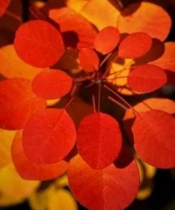 Future Forests Shrubs Cotinus Coggygria Flamissimo