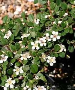 Future Forests Shrubs Cotoneaster Procumbens Queen Of Carpets