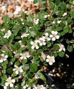 Future Forests Shrubs Cotoneaster Procumbens Queen Of Carpets