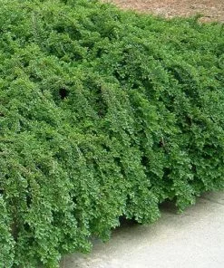 Future Forests Shrubs Cotoneaster Procumbens Queen Of Carpets 8 Future Forests Shrubs Cotoneaster Procumbens Queen Of Carpets