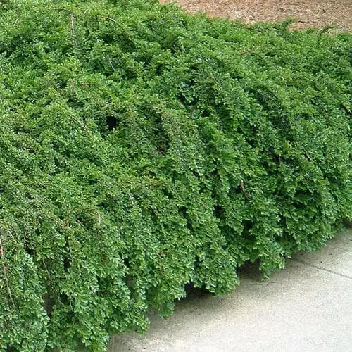 Future Forests Shrubs Cotoneaster Procumbens Queen Of Carpets 5 Future Forests Shrubs Cotoneaster Procumbens Queen Of Carpets