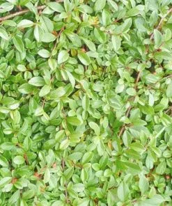 Future Forests Shrubs Cotoneaster Procumbens Queen Of Carpets 9 Future Forests Shrubs Cotoneaster Procumbens Queen Of Carpets