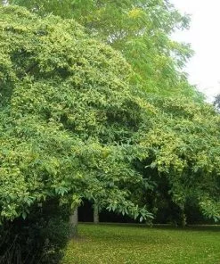 Future Forests Cotoneaster Rothschildianus