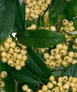 Future Forests Cotoneaster Rothschildianus