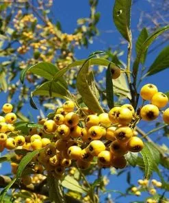 Future Forests Cotoneaster Rothschildianus