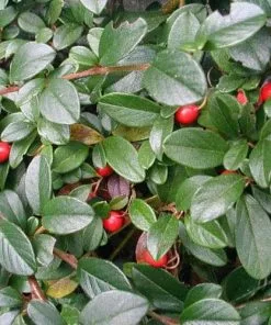 Future Forests Cotoneaster Dammeri Green Carpet