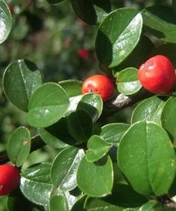 Future Forests Cotoneaster Dammeri Shrubs