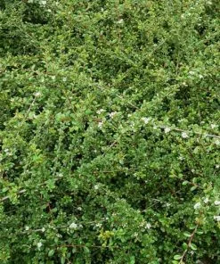 Future Forests Cotoneaster Dammeri Shrubs