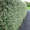 Future Forests Cotoneaster Franchetii Hedging