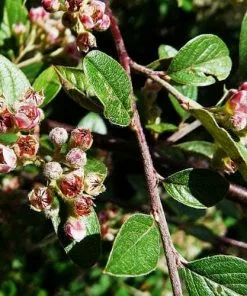 Future Forests Cotoneaster Franchetii Hedging