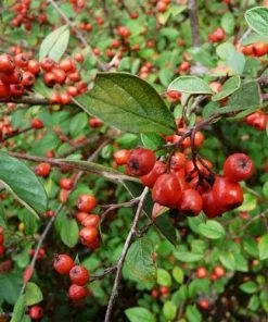 Future Forests Cotoneaster Franchetii Hedging