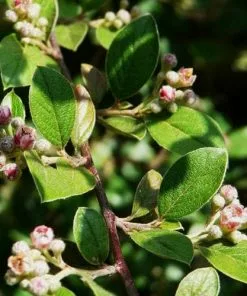 Future Forests Cotoneaster Franchetii Hedging