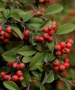Future Forests Cotoneaster Franchetii Hedging