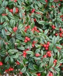 Future Forests Cotoneaster Salicifolius Repens Shrubs