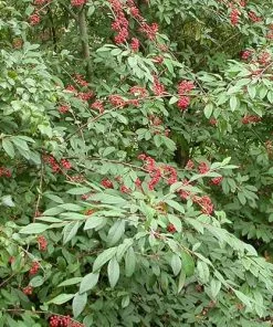Future Forests Trees Cotoneaster Frigidus Cornubia
