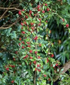 Future Forests Trees Cotoneaster Hybridus Pendulus