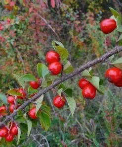 Future Forests Hedging Cotoneaster Simonsii