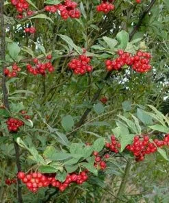 Future Forests Shrubs Cotoneaster Bullatus
