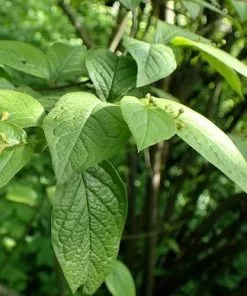 Future Forests Shrubs Cotoneaster Bullatus