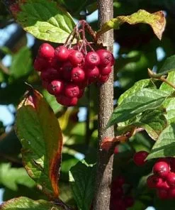 Future Forests Shrubs Cotoneaster Bullatus
