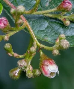 Future Forests Shrubs Cotoneaster Bullatus