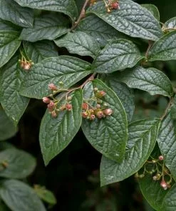 Future Forests Shrubs Cotoneaster Bullatus