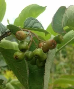 Future Forests Shrubs Cotoneaster Bullatus
