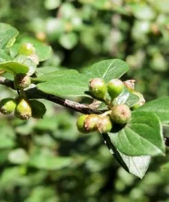 Future Forests Cotoneaster Dielsianus