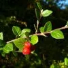 Future Forests Cotoneaster Dielsianus