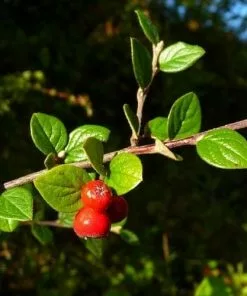 Future Forests Cotoneaster Dielsianus