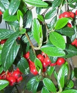 Future Forests Seaside Hedge Mix