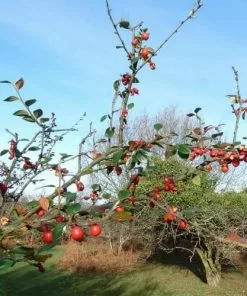 Future Forests Hedging Cotoneaster Simonsii