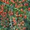 Future Forests Cotoneaster Horizontalis Shrubs 2 Future Forests Cotoneaster Horizontalis Shrubs